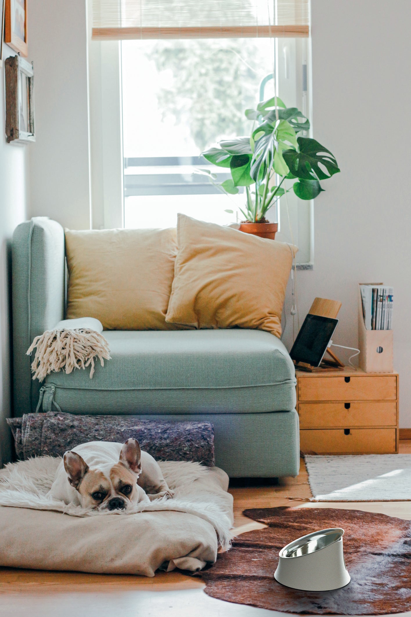 WOWL Dog Bowl - BLACK