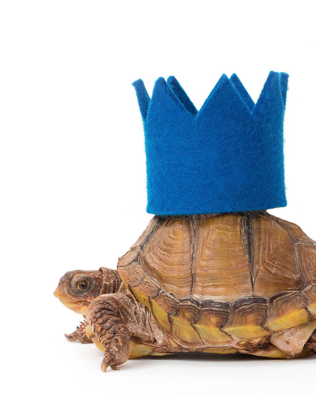 Party Beast Crown