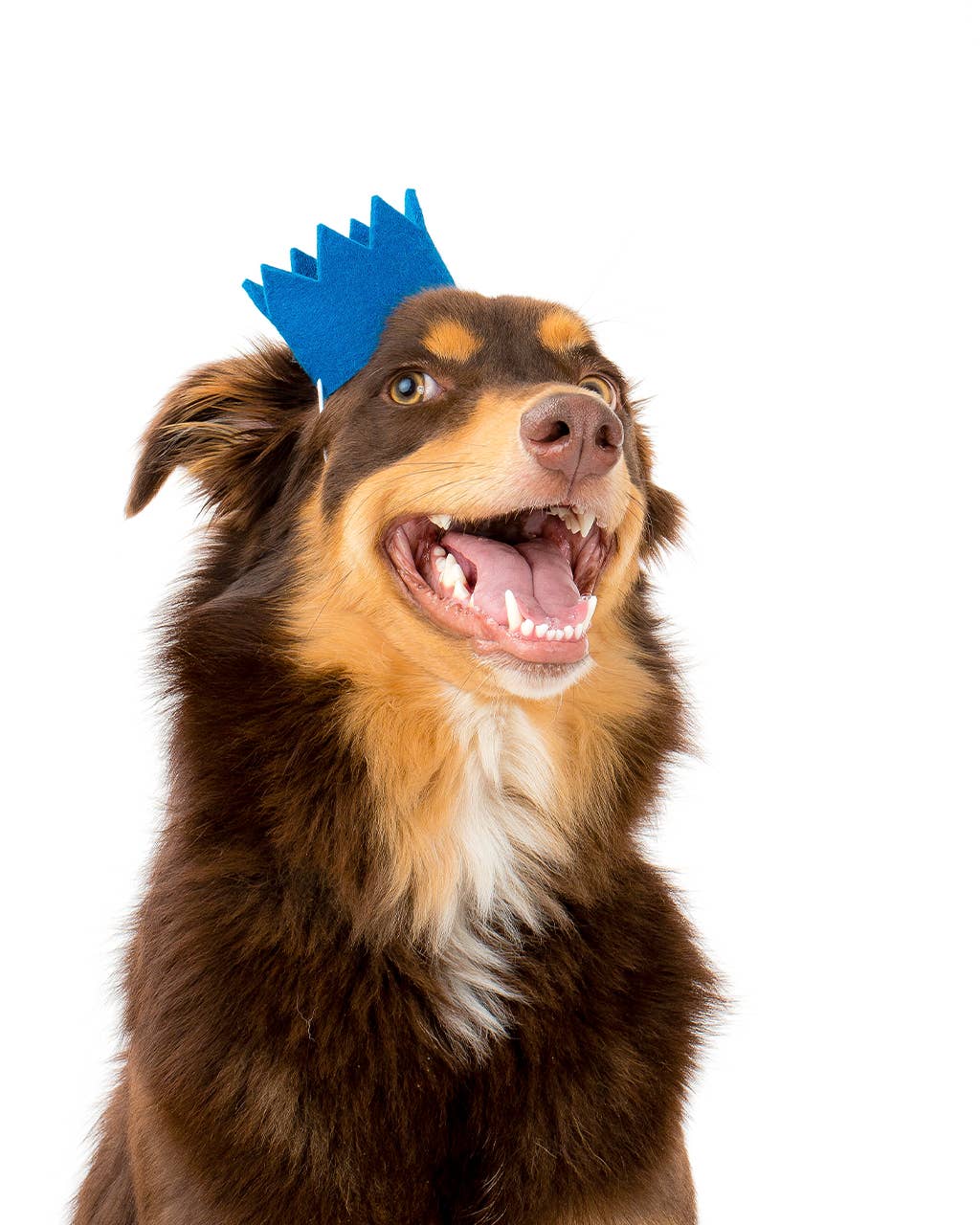 Party Beast Crown